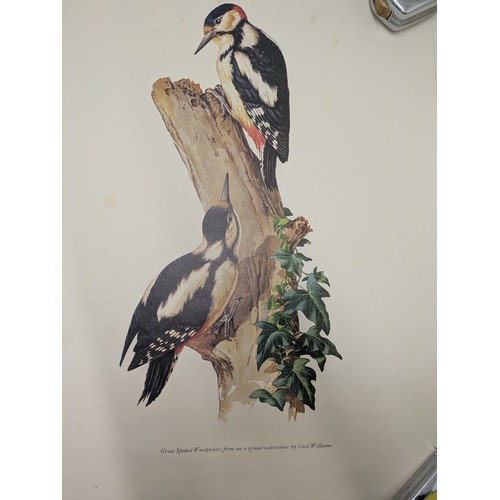 263 - A selection of bird posters and pictures by Cecil Williams