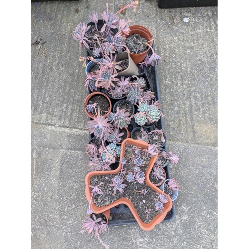 Lot 214       