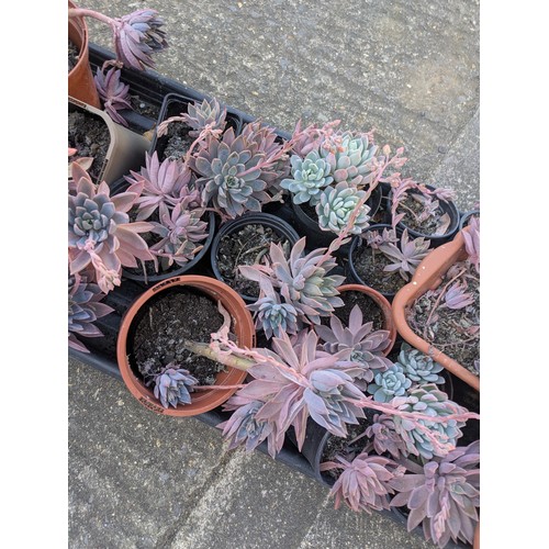 214 - A selection of various house plants