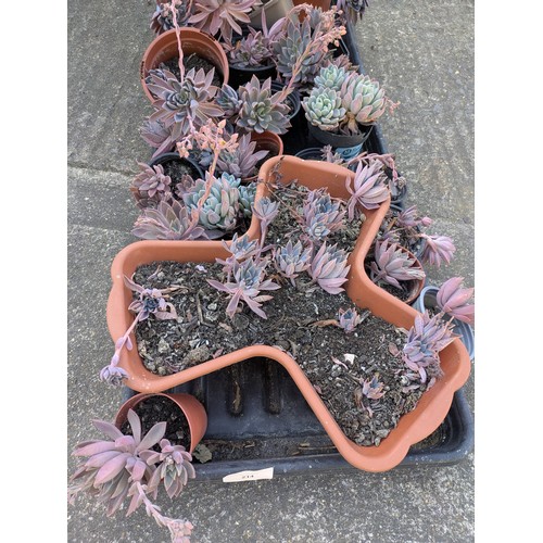 214 - A selection of various house plants