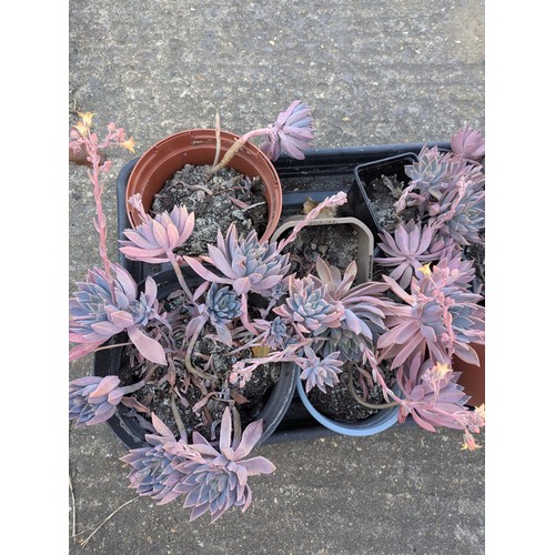 214 - A selection of various house plants