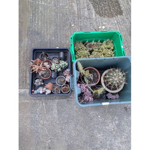 Lot 215       