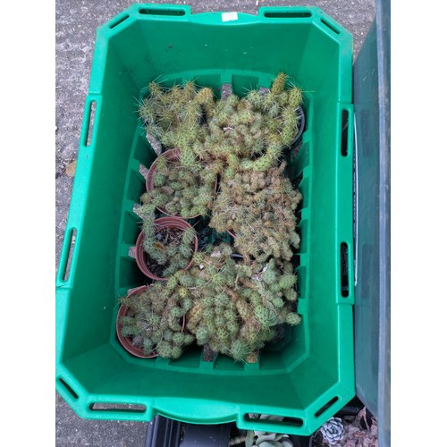 215 - A large selection of various cactus plants