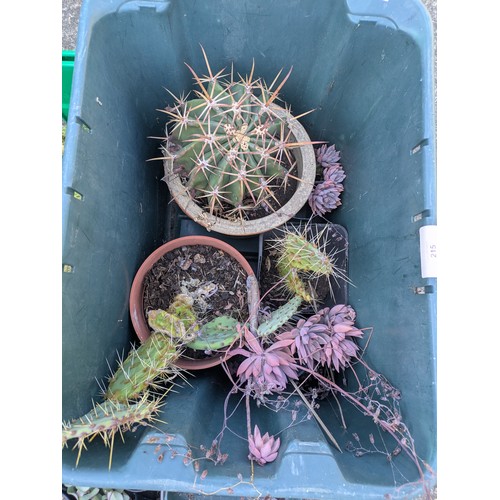 215 - A large selection of various cactus plants