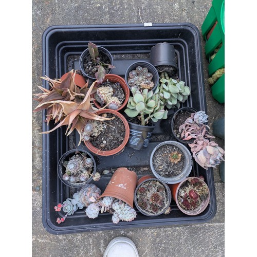 215 - A large selection of various cactus plants