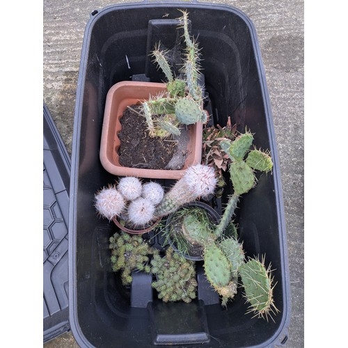 215 - A large selection of various cactus plants