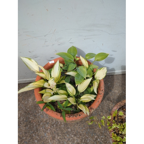 299 - Terracotta and Stone Effect Plant Pots with Foliage