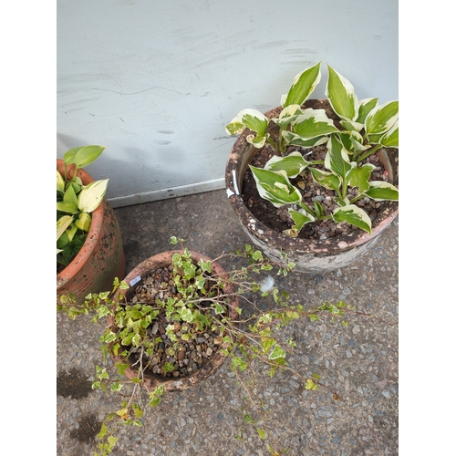 299 - Terracotta and Stone Effect Plant Pots with Foliage