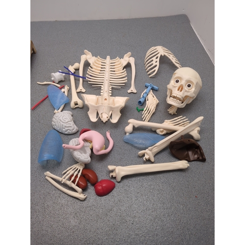 Anatomical Plastic Model Set
