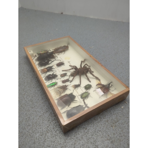 Display Case with Insect Collection