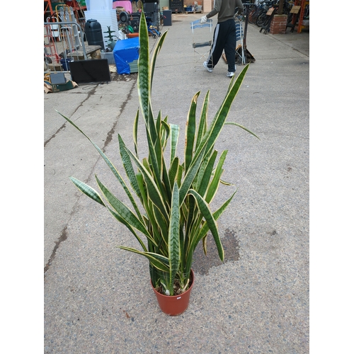 Lot 239       
