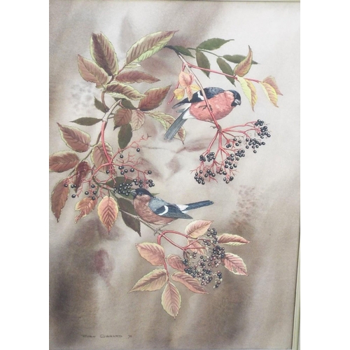 669 - Robin Gibbard (British 1930-2014) - Study of Bull Finches amongst Elderberries,watercolour and bodyc... 