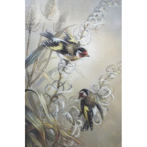 694 - 20th century school - Pair of goldfinches on teasels,pastel on paper,unsigned,44 x 29.5cm approx,fra... 