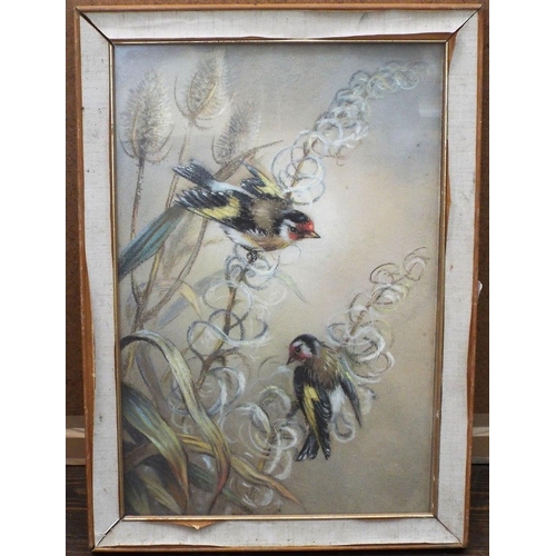 694 - 20th century school - Pair of goldfinches on teasels,pastel on paper,unsigned,44 x 29.5cm approx,fra... 