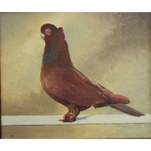 704 - Nat (Late 20th century British school) - Study of a champion racing pigeon,Ancient S F Tumbler Red,9... 