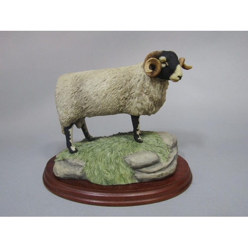 97 - A limited edition Border Fine Arts model of a standing ram inscribed JA Butler edition number 48/500... 