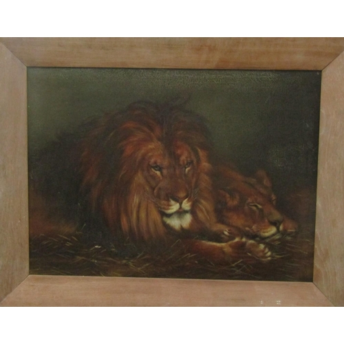 2216 - Late 19th century school - Study of a lion and lioness, oil on canvas, unsigned, 58 x 80cm, in wide ... 