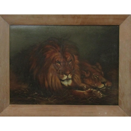 2216 - Late 19th century school - Study of a lion and lioness, oil on canvas, unsigned, 58 x 80cm, in wide ... 