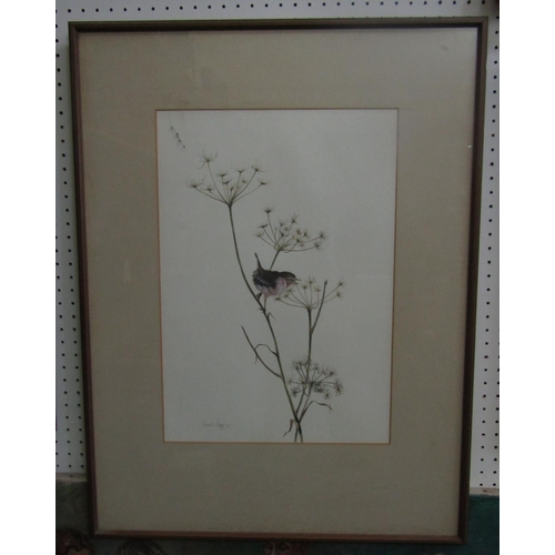 2241 - Warwick Higgs (British B.1956) - Study of a Wren, gouache on paper, signed and dates 77, inscribed v... 