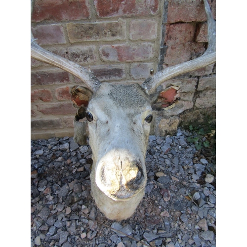 2062 - Taxidermy - two similar stuffed and mounted stags heads and antlers (AF)