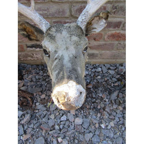 2062 - Taxidermy - two similar stuffed and mounted stags heads and antlers (AF)