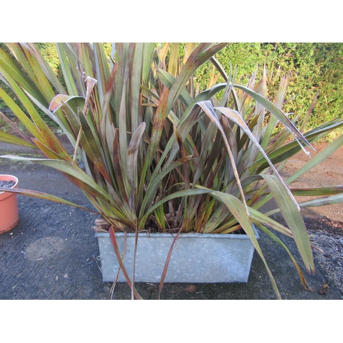 1955 - Planted galvanised iron water tank 90 cm long