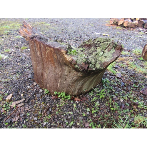 1983 - Oak stump 70 cm high