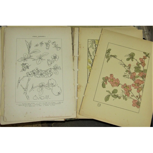 384 - Three large format books to include Decorative Plant & Flower Studies by J Foord, B T Batsford, Lond... 