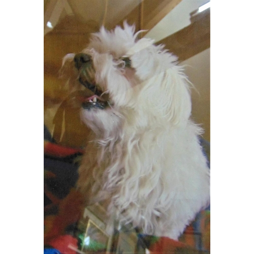 305 - Contemporary British School - Study of a white terrier, charcoal and pastel on paper, signed with in... 