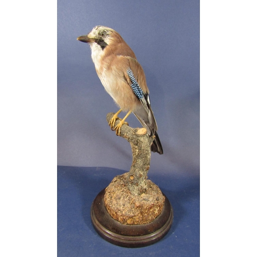 735 - Taxidermy Interest - Study of a Jay upon a branch and turned oak stepped circular base, 36cm high