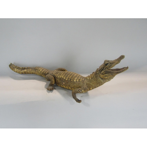 529 - Taxidermy Interest - Study of a juvenile gator or crocodile, 59cm long (af)