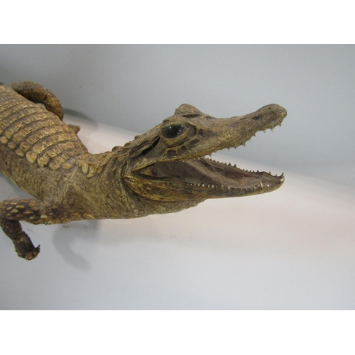 529 - Taxidermy Interest - Study of a juvenile gator or crocodile, 59cm long (af)