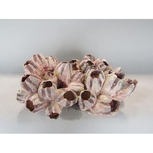 536 - A purple barnacle cluster, 31 cm max