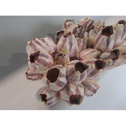 536 - A purple barnacle cluster, 31 cm max