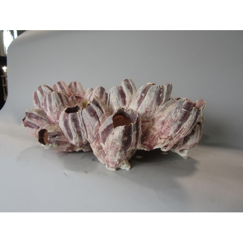 536 - A purple barnacle cluster, 31 cm max