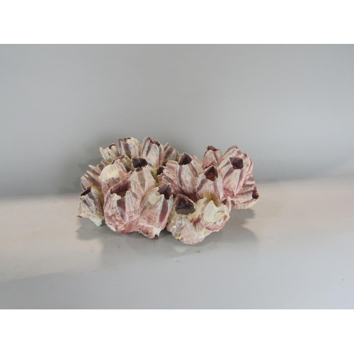 536 - A purple barnacle cluster, 31 cm max