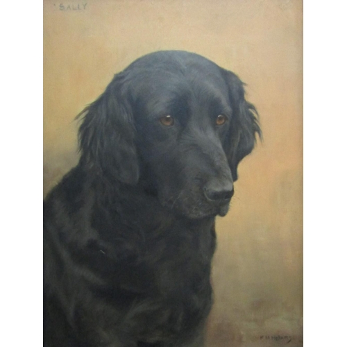 708 - Florence Mabel Hollands (British 1877-1963) - Study of the head of a black flat coat retriever, oil ... 