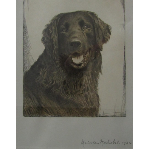 709 - Malcolm Nicholson (British 20th century school) - Head of a black flat coat retriever, monochrome et... 