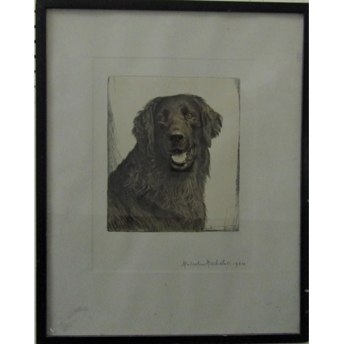 709 - Malcolm Nicholson (British 20th century school) - Head of a black flat coat retriever, monochrome et... 