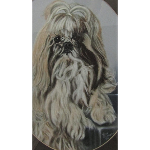 710 - Mary Browning (20th century British school) - Study of the head of a shihtzu type dog, pastel on pap... 