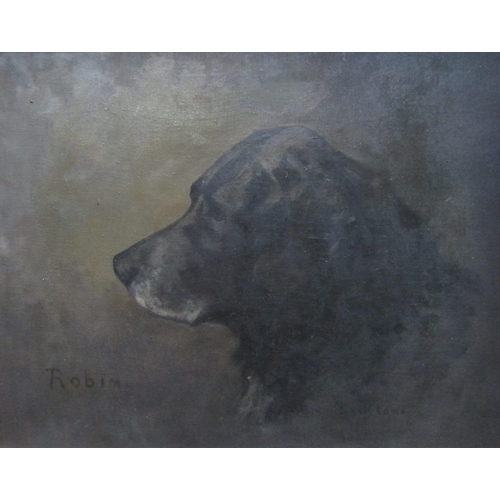 711 - D Newton (Late 19th/early20th century British school) study of the head of an elderly black labrador... 