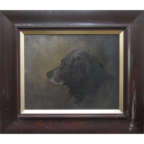 711 - D Newton (Late 19th/early20th century British school) study of the head of an elderly black labrador... 