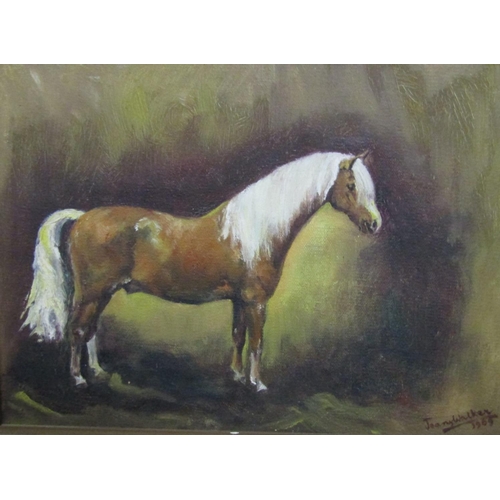 712 - Jean Walker (20thcentury British) - Study of a palomino pony, oil on canvas, signed and dated 1969, ... 