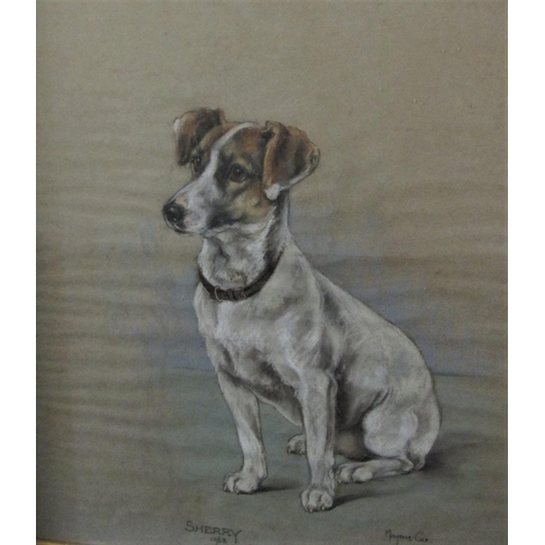 742 - Marjorie Cox - Full length stdy of a seated white and tan Jack Russell dog, pastel on paper, signed ... 