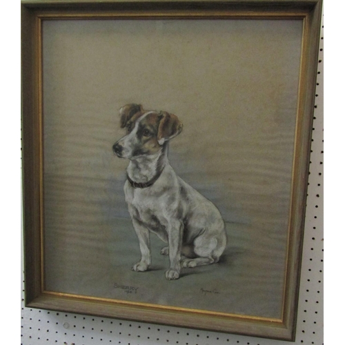 742 - Marjorie Cox - Full length stdy of a seated white and tan Jack Russell dog, pastel on paper, signed ... 