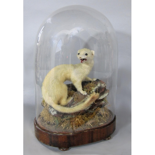 527 - Taxidermy Interest - 19th century study of a weasel under a glass dome, 35cm high total