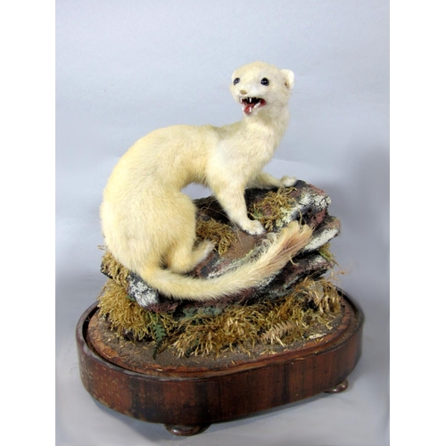 527 - Taxidermy Interest - 19th century study of a weasel under a glass dome, 35cm high total