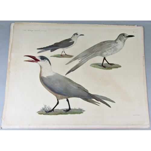 309 - After Barraband - Set of three fine quality coloured engravings of ornithological subjects from Zool... 