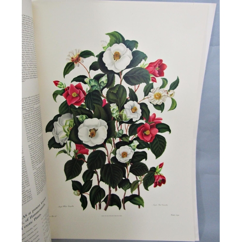 312 - Monograph on the Genus Camellia - Samuel Curtis after drawings by Clara Maria Pope, originally publi... 