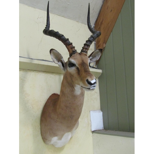 2786 - A mounted antelope head